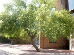 Image result for Parkinsonia africana