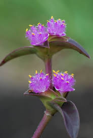 Image result for Cyanotis axillaris