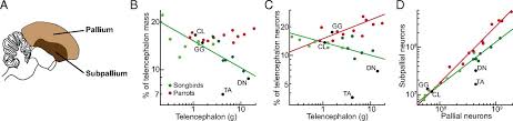 Birds Have Primate Like Numbers Of Neurons In The Forebrain