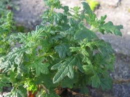 Image result for Dysphania schraderiana