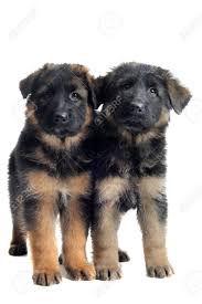 Mountain caucasian shepherd puppies now available for a new home. Portrait Of Two Puppies Purebred German Shepherd In Front Of Stock Photo Picture And Royalty Free Image Image 12786029