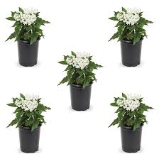 Image result for Pentas schumanniana