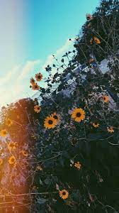 Aesthetic Wallpaper Black Wallpaper Colorful Wallpaper Flower Wallpaper Iphone Wallpaper Landscape Wallpaper Li Sonnenblumen Tapete Naturbilder Naturfotografie