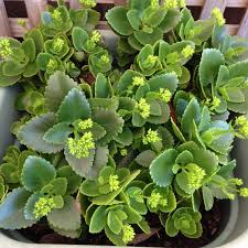 Kalanchoe Blossfeldiana Kalanchoe Blossfeldiana Brown Thumb Plants