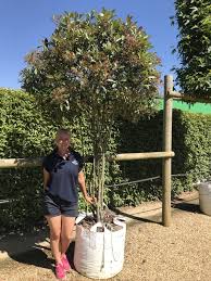 Combine photinia standard trees with. Barcham Pro Trees