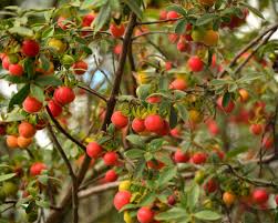 Image result for Diospyros lycioides