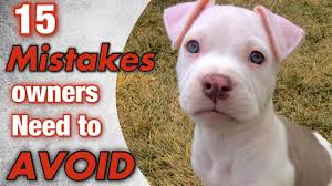 The sadistic, sociopathic pit men who bred the pit bull even invented the tool to unlock the pit's locked jaws, the break stick. Can Pit Bulls Lock Their Jaws Simply Dog Owners