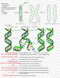 The Double Helix A Personal Account Of The Discovery Of The Structure Of Dna Dna Replication