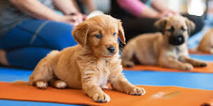 Puppy Yoga with Cavapoo Puppies!