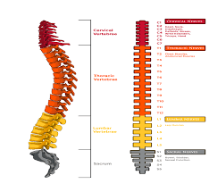 A diagram of a typical nationwide network backbone. Spinal Cord Injury Reeve Foundation