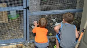 Chicken run plans include shopping list, cutting list, measurements, and illustrated instructions. Diy Duck Run How To Build A Predator Proof Space For Your Ducks Or Chickens Diy Danielle