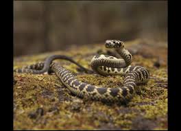 Snakes Nsw Environment Energy And Science