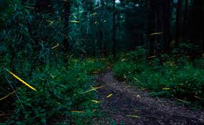 Member of the inaturalist network | powered by inaturalist open source software | documentation for developers. Abc Radio