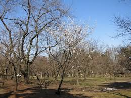 「子福桜」の画像検索結果