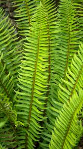 21 Best Ferns For Your Garden Finding Sea Turtles Shade Plants Full Shade Plants Sword Fern