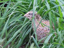 How To Raise Backyard Quail How To Feed Breed And Care For Quail Quail Canary Birds Wild Birds