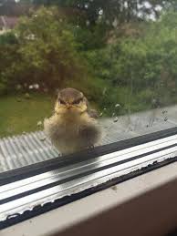 Birds Outside My Window Meme 36 Adorable Pictures That Will Make You Love Birds Funny Animal Memes Animal Jokes Funny Animals