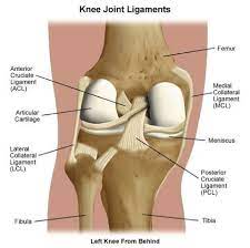 The ligaments connect the bones together and there is a risk of tearing should. Types Of Knee Ligaments Stanford Health Care