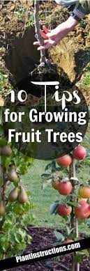 The pruning done the first year will determine the shape of the tree in general. 10 Tips For Growing Fruit Trees Plant Instructions