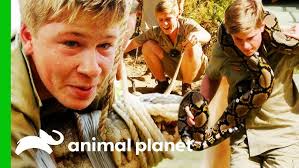 Robert Irwin Swims With A Reticulated Python For The First Time