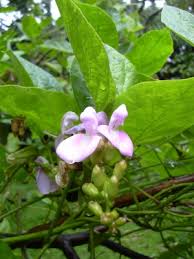 Image result for Canavalia africana