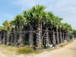 Image result for Borassus