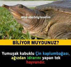 Defne Irem Adli Kullanicinin Uber Alles Panosundaki Pin 2020 Hayvan Bilimi Biliyor Muydunuz Bilgi Alintilari