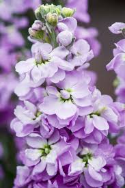 Perennial plants flower every year and are among our most showy of the summer flowering plants, many are easy to grow and maintain. July Flower 10 Summer Flowers Uk That Bloom In July