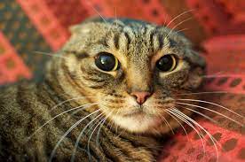 her kedi sahibinin anlamini bilmesi gereken 5 kedi kulak hareketi ukala hayvan
