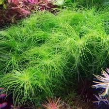 Image result for Eriocaulon
