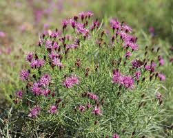 Image result for Vernonia kirkii