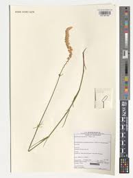 Image result for Kyphocarpa angustifolia