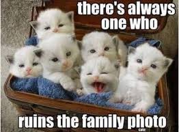 Theres Always One Who Ruins The Photo Funny Animal Memes Cute Animals Cat Memes