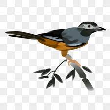 Best free png hd murai batu png vector png images background, png png file easily with one click free hd png images, png design and transparent background with high quality. Gambar Murai Png Vektor Psd Dan Clipart Dengan Latar Belakang Transparan Untuk Download Gratis Pngtree