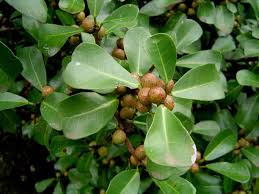 Image result for Ficus craterostoma