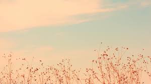 Free download res 1920×1200 black minimalist minimalistic hd. Aesthetic Beige Laptop Wallpapers Top Free Aesthetic Beige Laptop In 2021 Minimalist Desktop Wallpaper Vintage Flowers Wallpaper Laptop Wallpaper Desktop Wallpapers