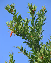 Image result for Crotalaria preladoi