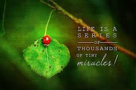 Life Is A Series Of Thousands Of Tiny Miracles Quotes Ladybug On Leaf Thousand Miracles Quote By Christina Vanginkel Miracle Quotes Ladybug Quotes Thought Provoking Quotes