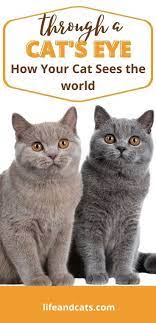 Cool Facts About How Cats See The World Cats Cat Care Cat Facts
