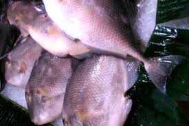 Berat ikan cakalang lebih ringan dibanding ikan tuna, kalau ikan tuna dapat berkembang hingga 650 kilogram, ikan cakalang hanya bisa berkembang. Berikut 6 Jenis Ikan Air Laut Yang Cocok Dibakar Di Malam Tahun Baru Bangka Sonora Id