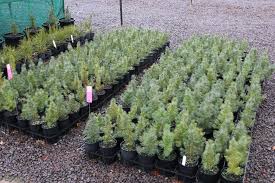 Check spelling or type a new query. Mini Lone Pine Trees Being Grown At Yarralumla Nursery Abc News Australian Broadcasting Corporation