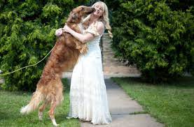 Borzoi puppies owner should know the behavior and growth pattern of their dog. Q A With A Borzoi Dog Breeder