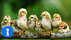 Baby Chickens Nesting Cutest Compilation Youtube
