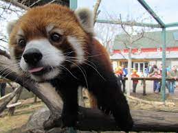 Red Panda Lum Henry Vilas Zoo Red Panda Cute Funny Animals Zoo Photos