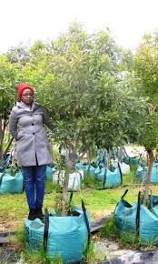 Image result for Nuxia floribunda