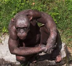Missing Link Guru The Chimp Suffering From Alopecia Looks Human But He S Still Prone To Monkey Business Silverback Gorilla Gorilla Chimp
