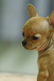Named Gấu Perros Chihuahua Perros Bonitos Y Perros