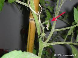 Check spelling or type a new query. Traiter L Oidium Des Fleurs Sur Les Plans De Tomates Reparer Facile