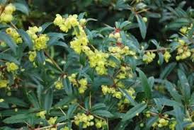 Image result for Berberis julianae