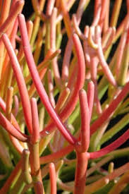 Care tips of pencil cactus plant: Euphorbia Tirucalli Pencil Cactus Succulent Cuttings Fire Sticks No Pickers Buy Online In Burkina Faso At Burkinafaso Desertcart Com Productid 78158431